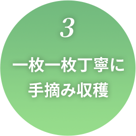 3.一枚一枚丁寧に手摘み収穫