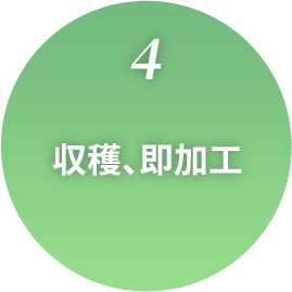 4.収穫、即加工