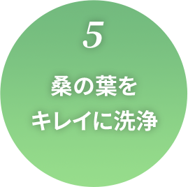 5.桑の葉をキレイに洗浄