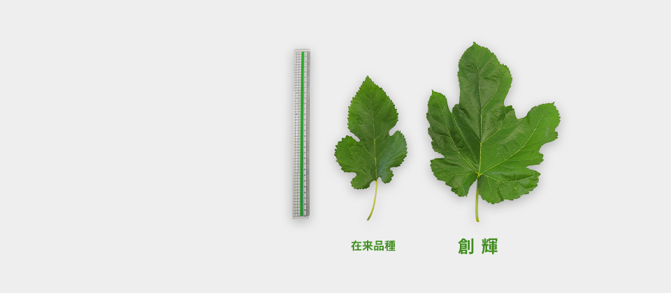 在来品種に比べて約1.5倍の大きな葉