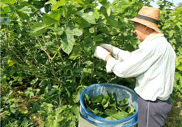 こだわりの栽培方法